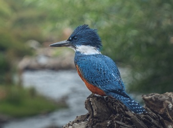 Observación de aves